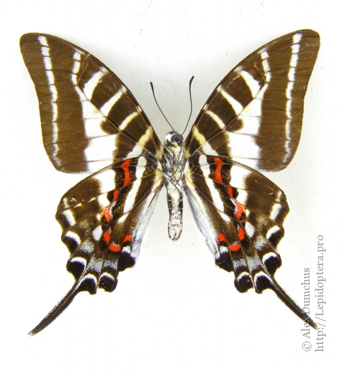 Graphium phidias